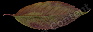 decal leaf 0008